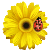 Avatar du membre